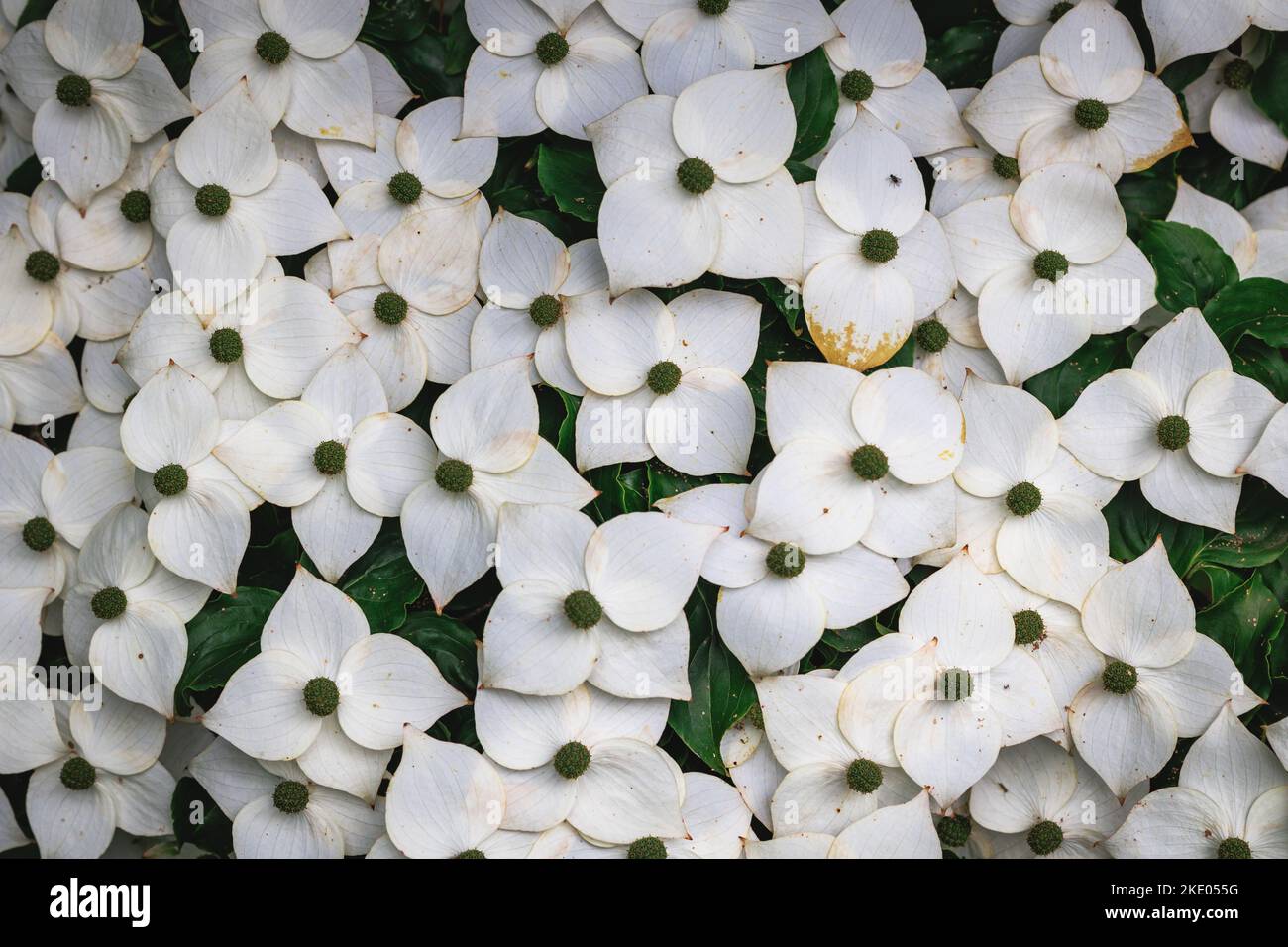 Cornus kousa kleiner Laubbaum Stockfoto