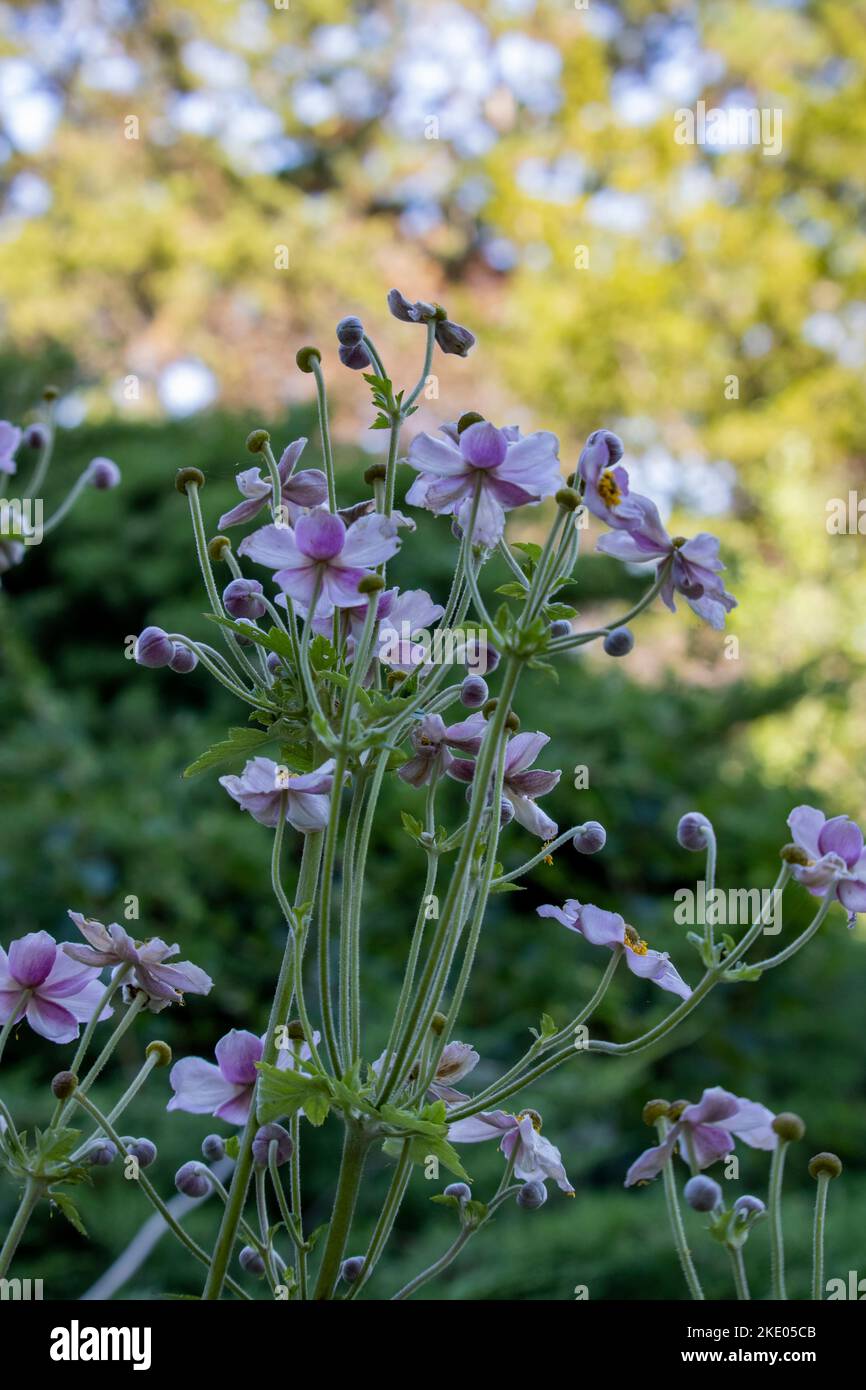 Hohe violett-weißliche rosa Blume Stockfoto