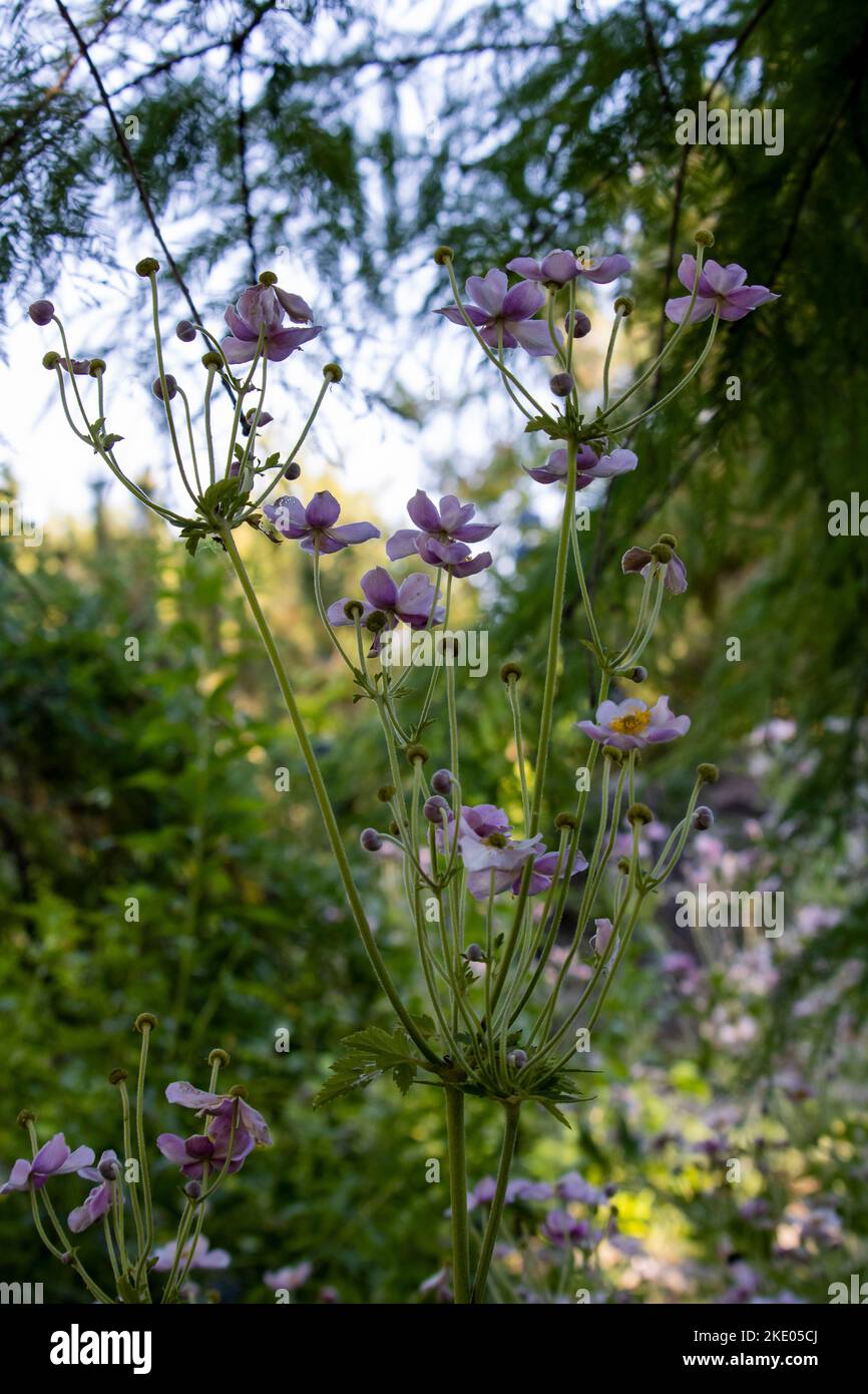 Hohe violett-weißliche rosa Blume Stockfoto