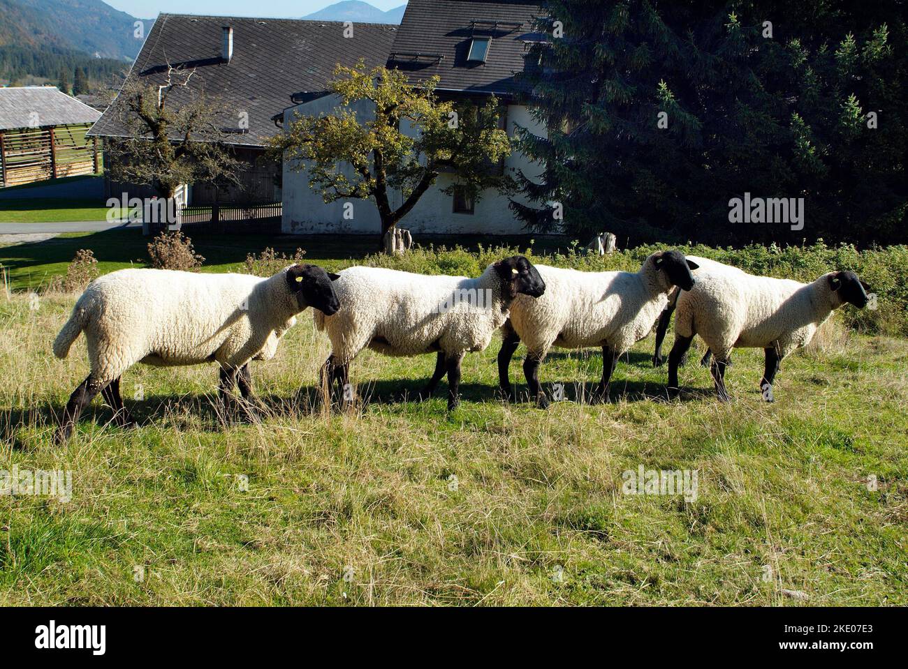 Österreich, vier Schafe in Folge auf der Weide Stockfoto