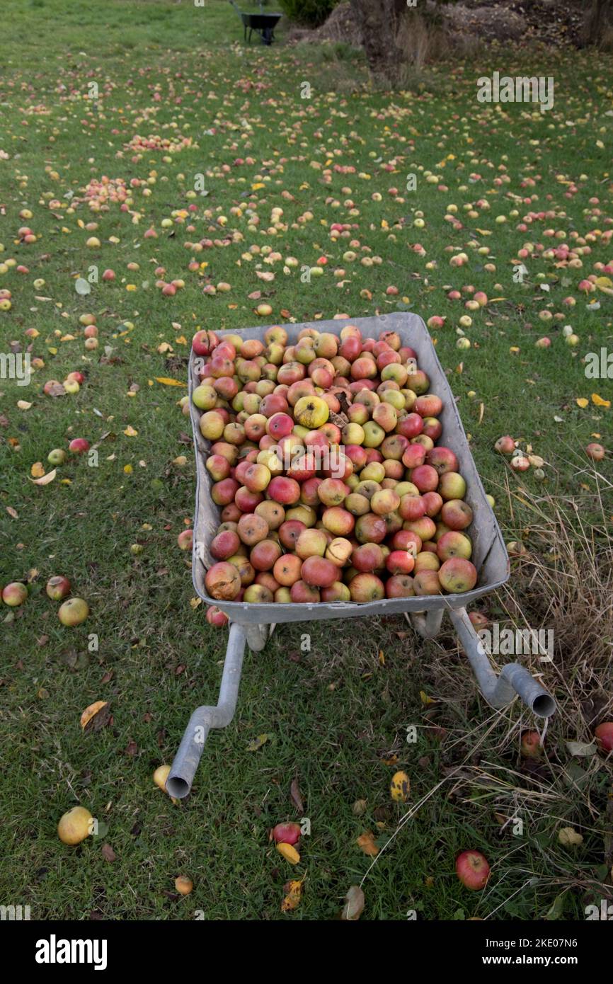 Eine große Anzahl von Windfall-Äpfeln auf dem Boden deutet auf eine aufstoßende Apfelernte im September 2022 in Cotswolds Großbritannien hin Stockfoto