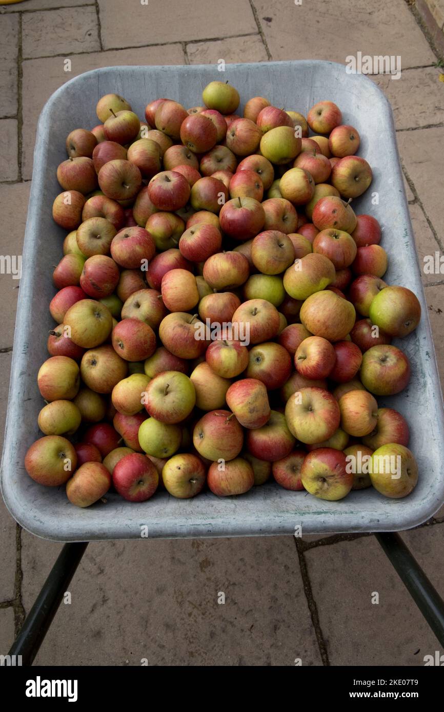 Eine große Anzahl von Windfall-Äpfeln auf dem Boden deutet auf eine aufstoßende Apfelernte im September 2022 in Cotswolds Großbritannien hin Stockfoto