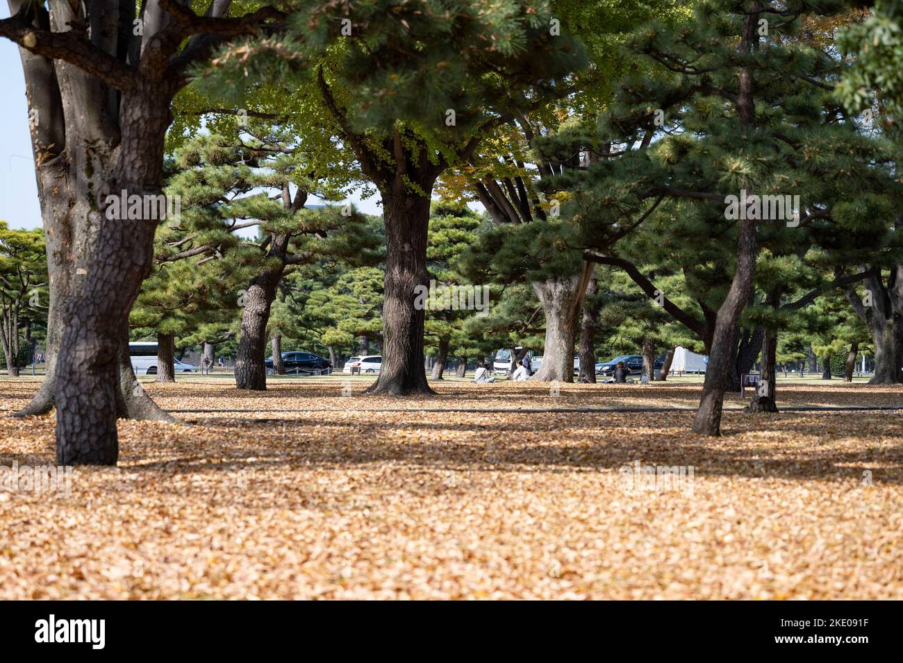 Tokio, Japan. 9.. November 2022. ãƒ‘ãƒ¬Ã‚¹ãƒ›ãƒ Palace Hotel Tokyo (ãƒ«æ±äº¬†åƒä»£ç).Herbstszenen von Tokyoiten, die das Herbstwetter in den East Imperial Palace Front Gardens (çš‡å±…å‰åºƒå ´) genießen, während die Blätter des Baumes im Kokyo Gaien National Garden (çš‡å±…å¤-è‹‘) in Farbe wechseln.Chiyoda City (åŒº) ist das Zentrum der japanischen Regierung, mit dem Kaiserpalast und dem Nationalrat. Japan hat kürzlich nach mehr als zwei Jahren Reiseverbote aufgrund der COVID-19-Pandemie wieder für den Tourismus geöffnet. Kredit: ZUMA Press, Inc./Alamy Live Nachrichten Stockfoto