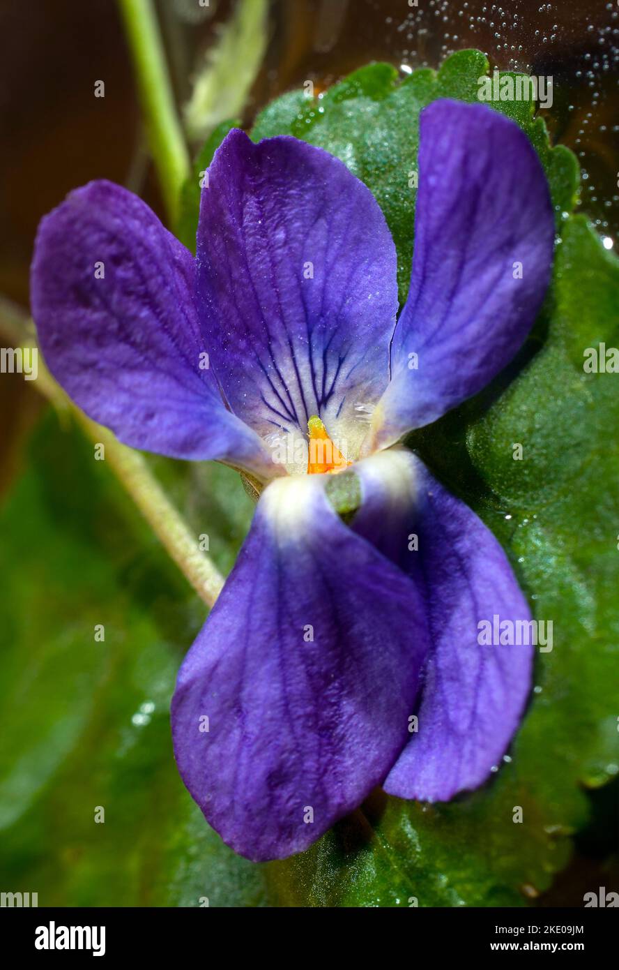 Blaue violette Blume (Viola).Europa, Ukraine.Makrofoto. Stockfoto
