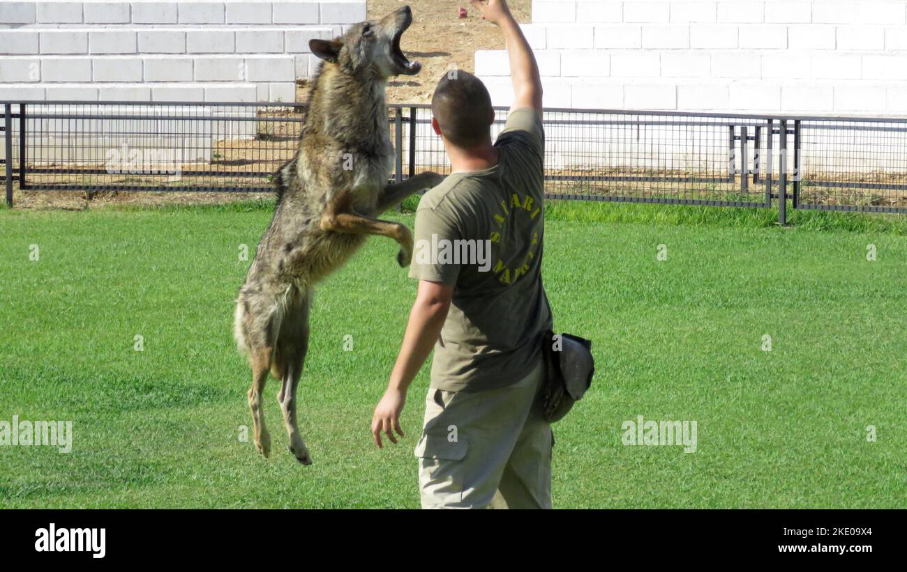 Ein Mann, der Wolf im Safaripark trainiert Stockfoto