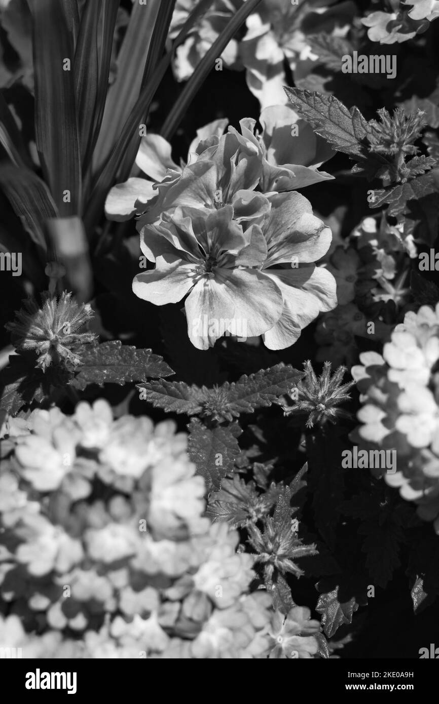 Wunderschöne Sommergeranienblüten wachsen im Blumengarten. Stockfoto