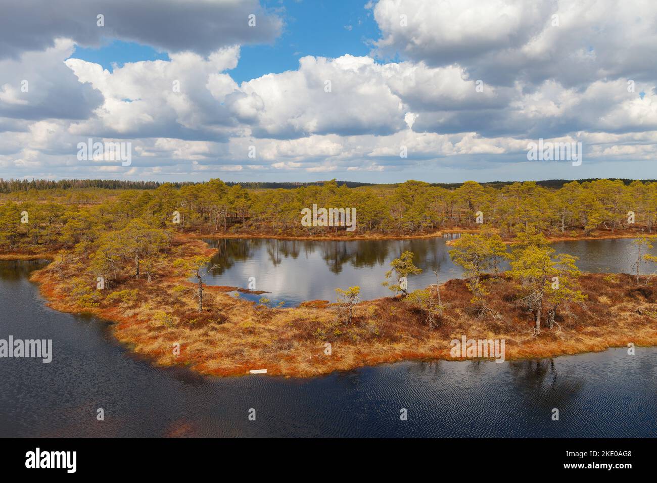 Sumpf mit Seen, Moor im estnischen Naturschutzgebiet. Stockfoto