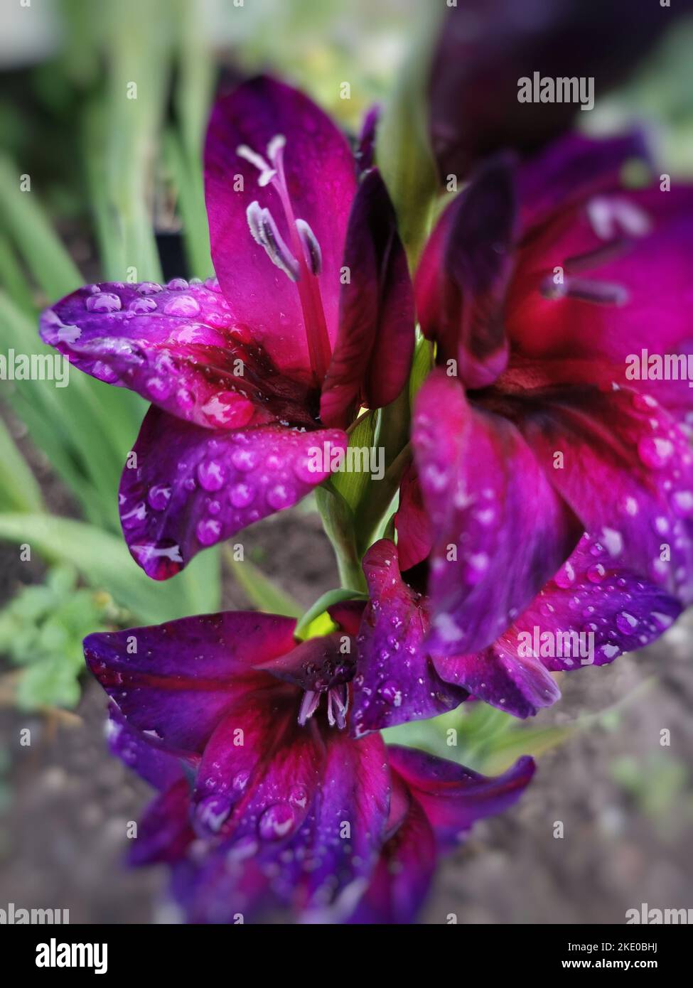 Die Regentropfen auf leuchtend violetten Robinetta Blumen - wunderschöne florale Tapete Stockfoto