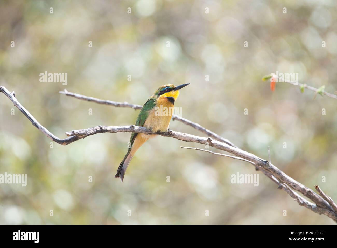 Kleiner Bienenfresser (Merops pusillus), erwachsen Stockfoto