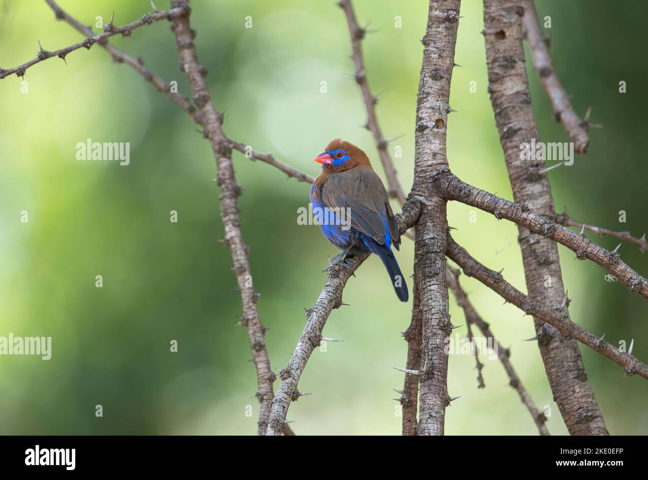 Der männliche Purpurgranadier (Uraeginthus Ianthinogaster), eine weit verbreitete Art von Wachsschnabel innerhalb des ostafrikanischen Reichs Stockfoto