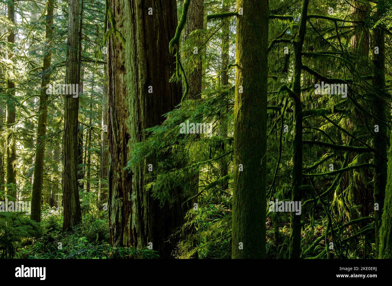 Gefiltertes Licht strömt durch einen Wald im Süden von Oregon Stockfoto