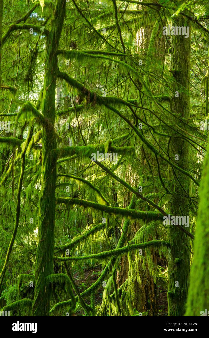 Gefiltertes Licht strömt durch einen Wald im Süden von Oregon Stockfoto