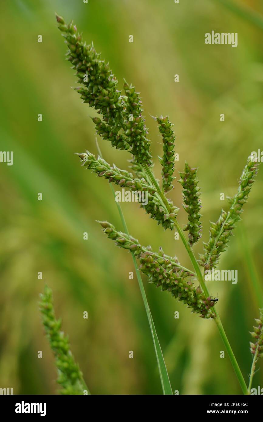 Panicum alectromerum Fotos und Bildmaterial in hoher Auflösung Alamy