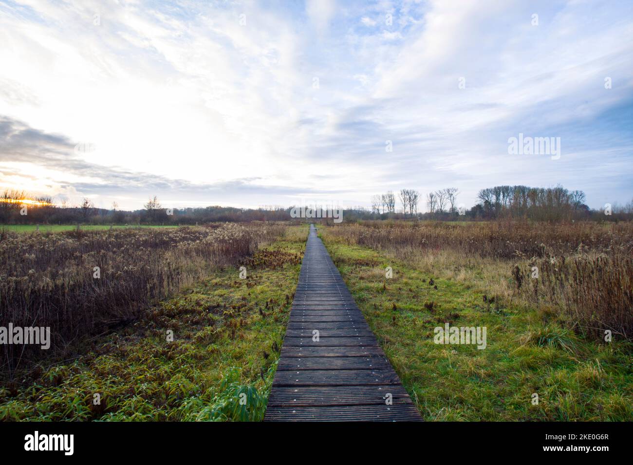 Ein Holzweg durch die lea der Lippe in Hamm. Stockfoto