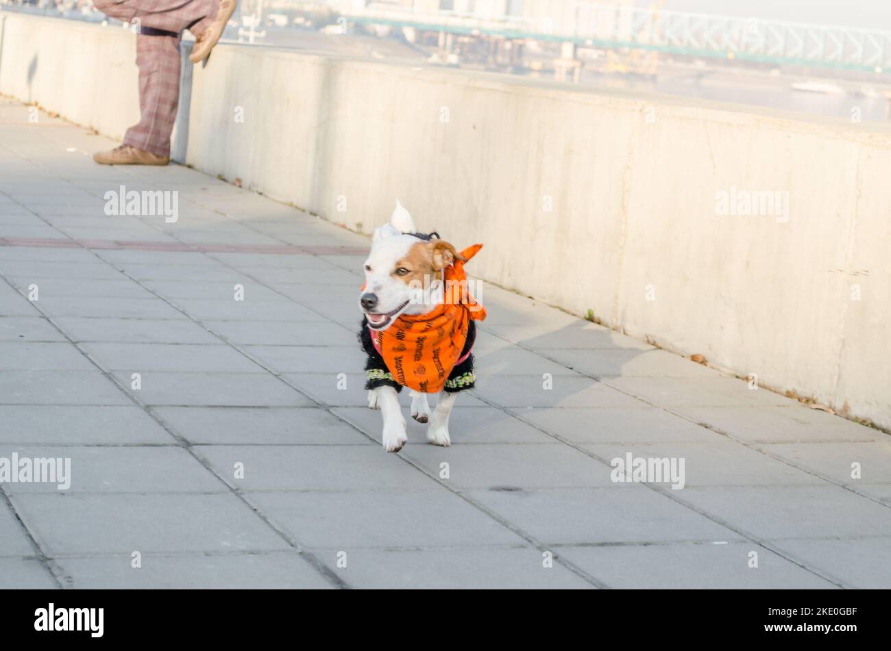 Ein Hund der Rasse Jack Russell Terrier. Porträt eines Jack Russell Terrier mit einem roten Schal um den Hals. Stockfoto