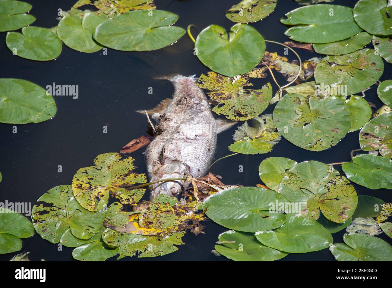 Ein toter Fisch schwimmt auf der Oberfläche eines Flusses Stockfoto