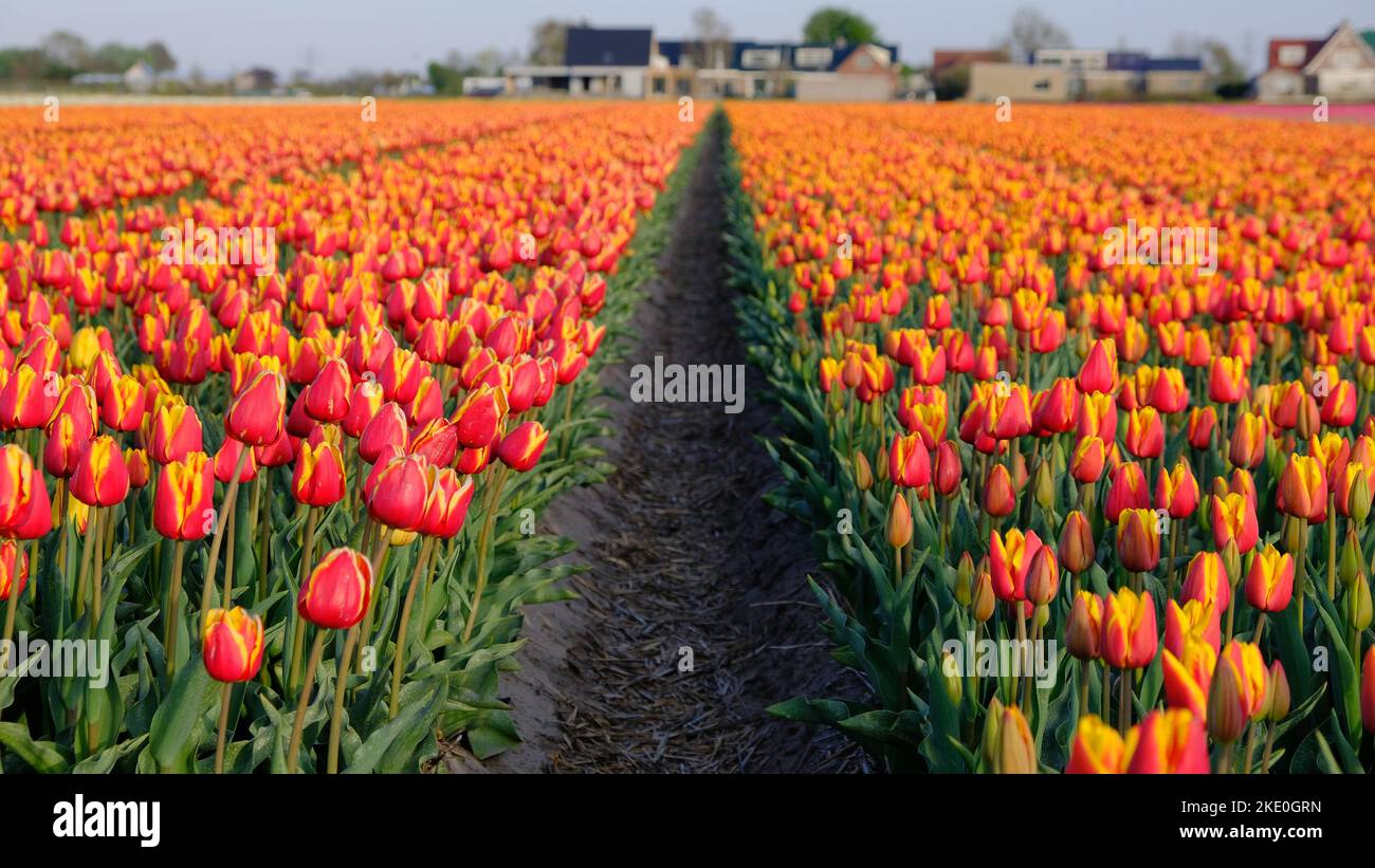 Bilder mit verschiedenen schönen Blumenarten (Tulpen, Narzissen