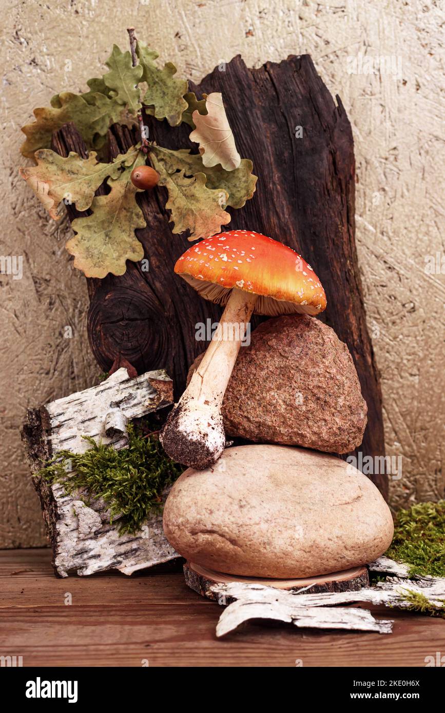 Fliegen Sie Amanita mit Rinde und Steinen aus der Nähe auf dem Holztisch Stockfoto