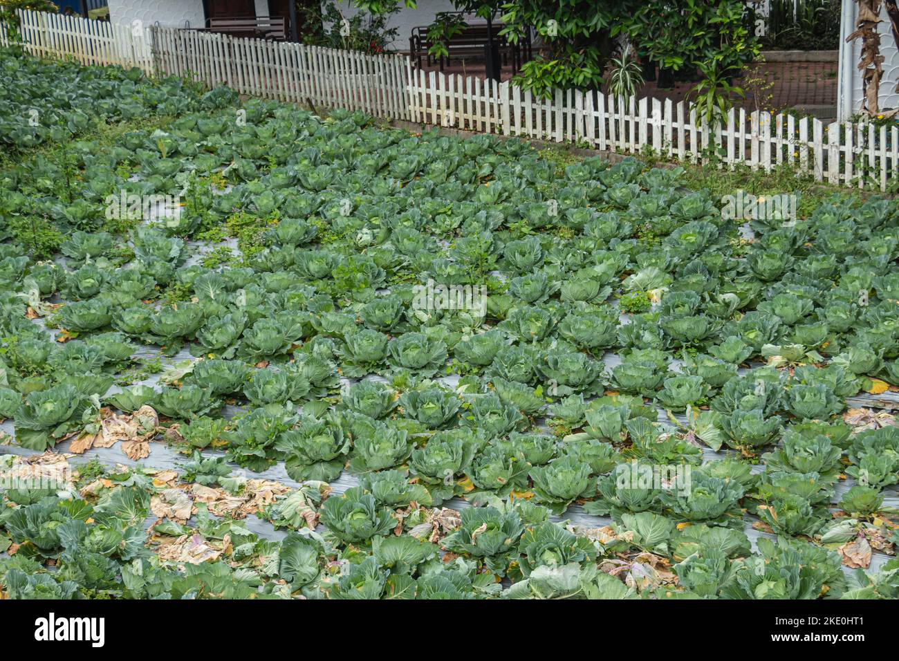 Reihe von Kohlpflanzen auf einem kleinen Grundstück der Farm in Cameron Highlands, Malaysia. Stockfoto