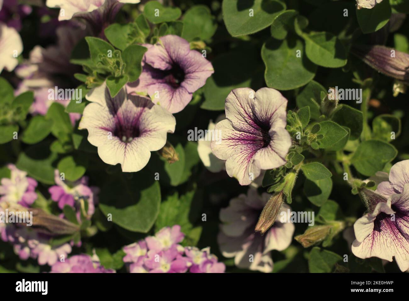 Wunderschöne Sommergeranienblüten wachsen im Blumengarten. Stockfoto