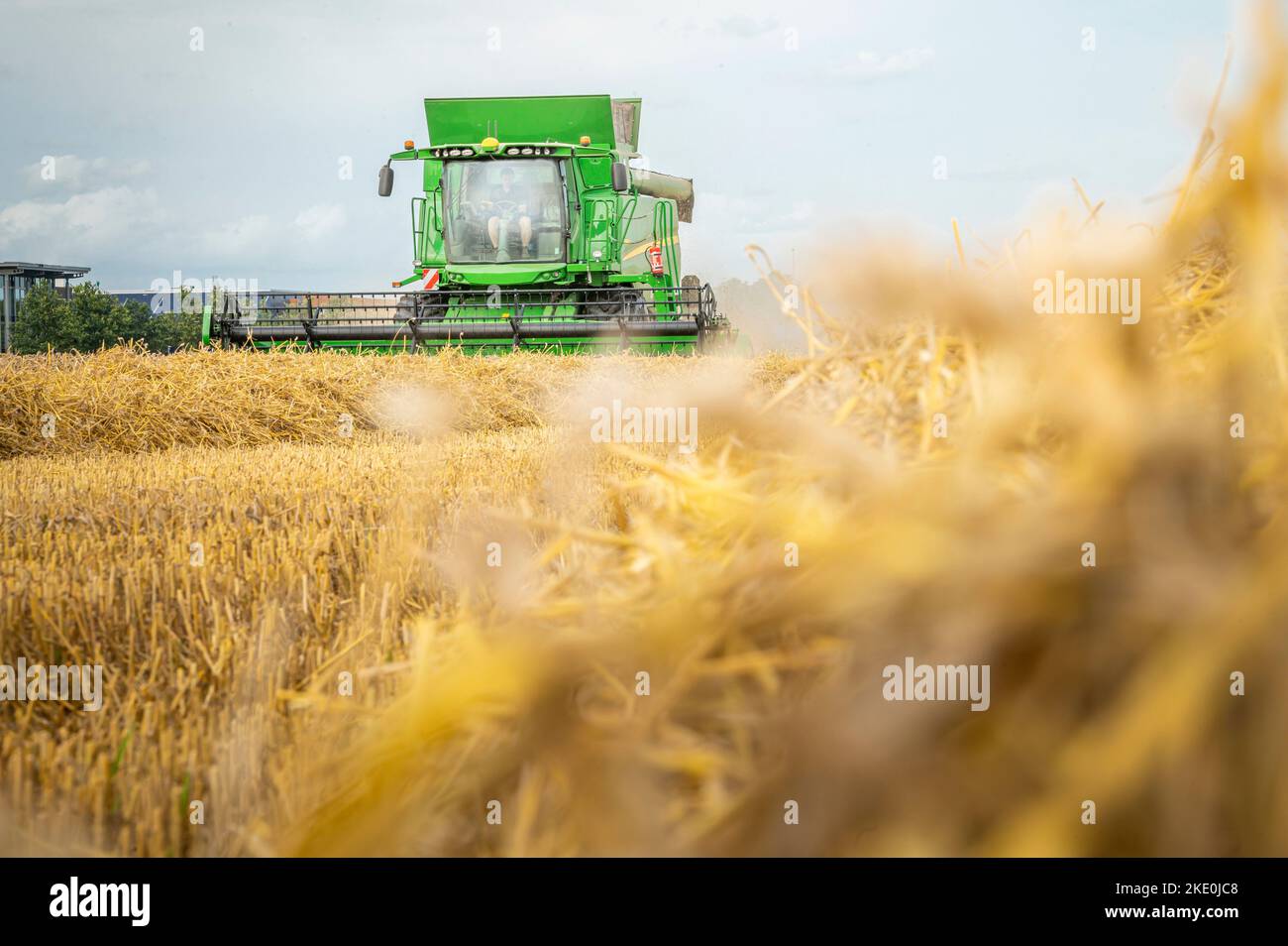 Der landwirtschaftliche Mähdrescher bei der Arbeit in Getreidefeldern von Flevoland Stockfoto