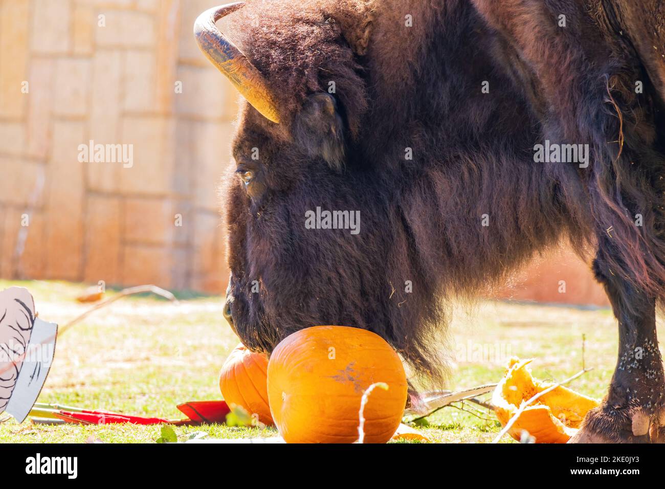 Nahaufnahme von Bison, der Kürbis in Oklahoma isst Stockfoto