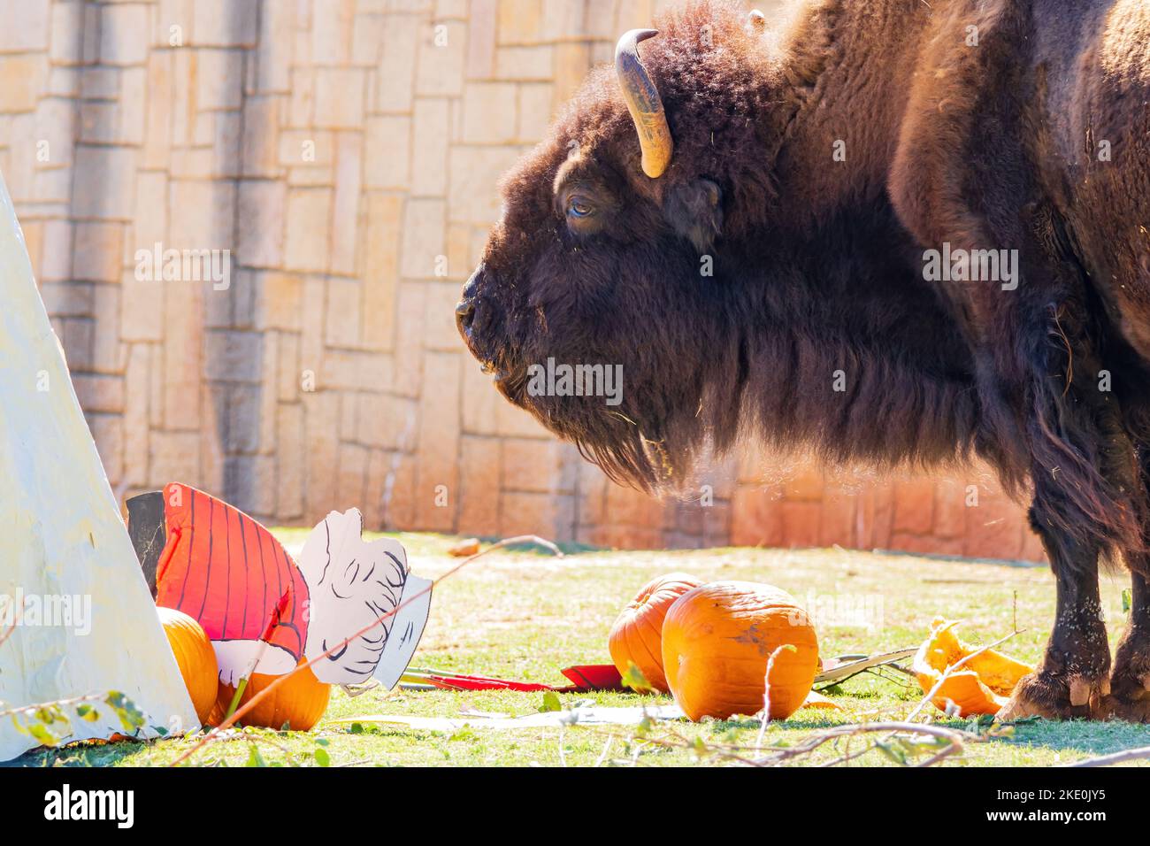 Nahaufnahme von Bison, der Kürbis in Oklahoma isst Stockfoto