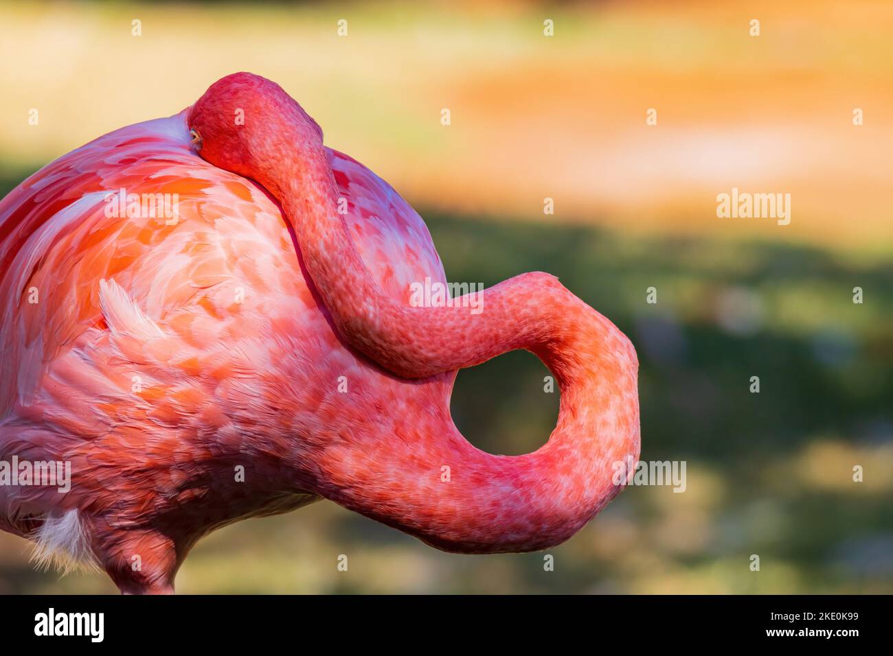 Nahaufnahme des rosa Flamingo in Oklahoma Stockfoto