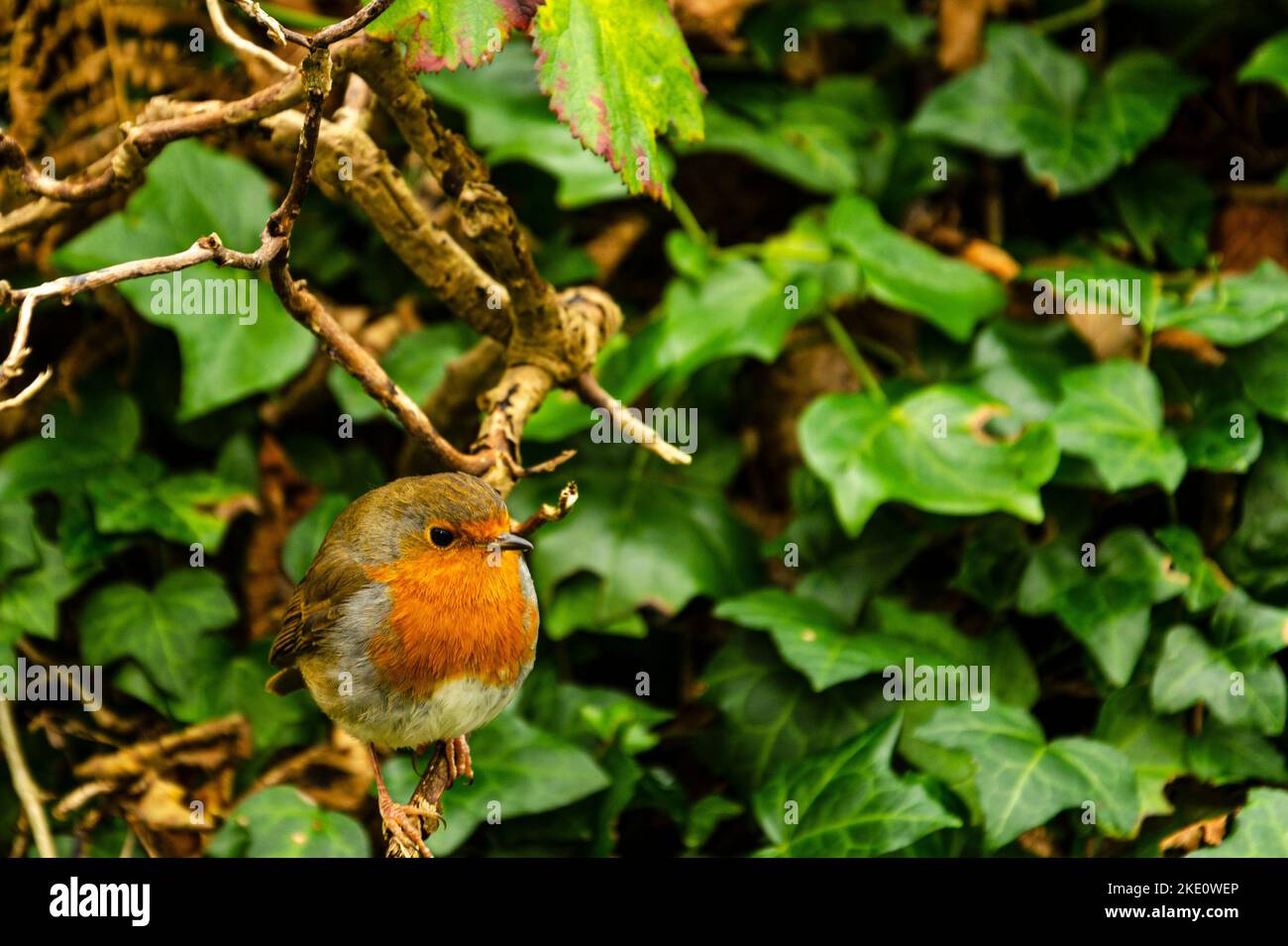 Robin Redbreast sitzt auf einem Efeu mit grünem Hintergrund am Fluss Lagan Stockfoto