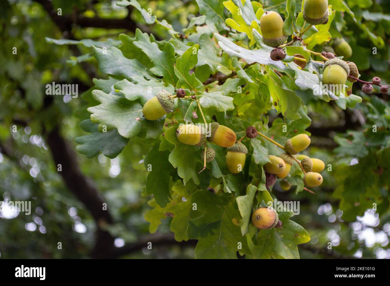 Reife Eicheln auf einer Eiche im Herbst Stockfoto