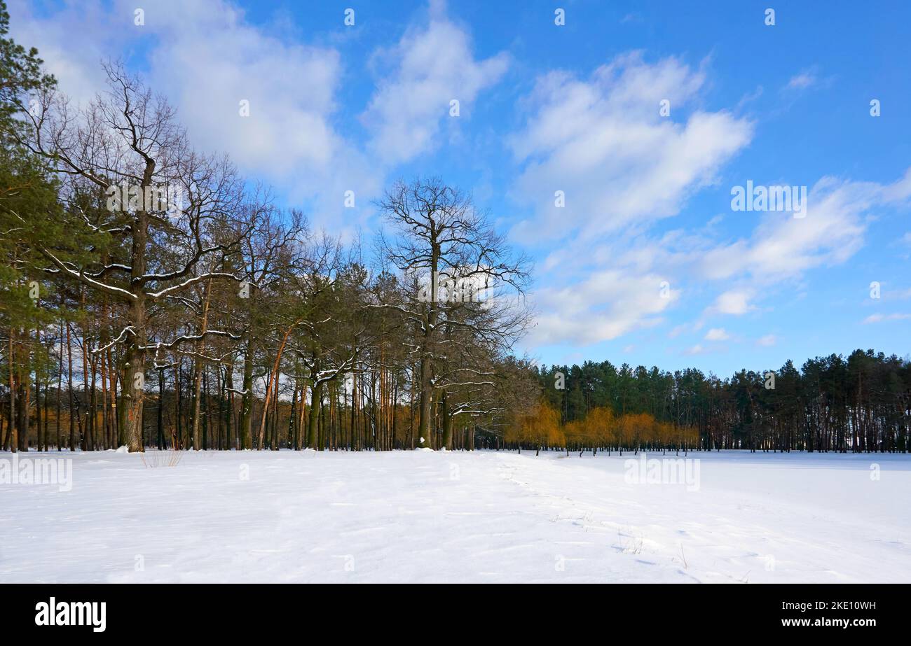 Winter schneebedecktes Feld, entfernter Wald und klarer blauer Himmel Stockfoto