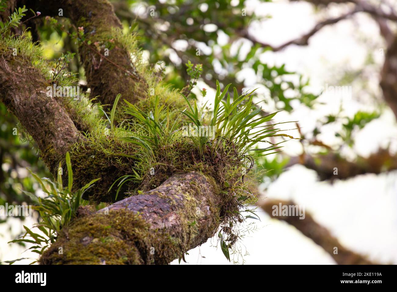Eine Bromeliade und Moospflanzen, eingebettet in ein Baumkrone im Costa-ricanischen Dschungel in Monteverde. Stockfoto