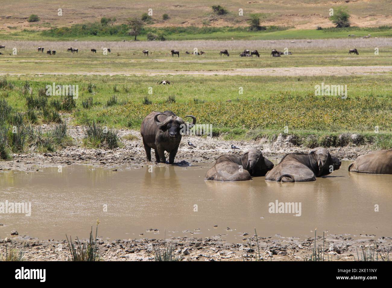 Das Ngorongoro Crater Conservation Area mit drei Kapbüffeln in einem schlammigen Teich, zwei liegend und einer stehend. Stockfoto
