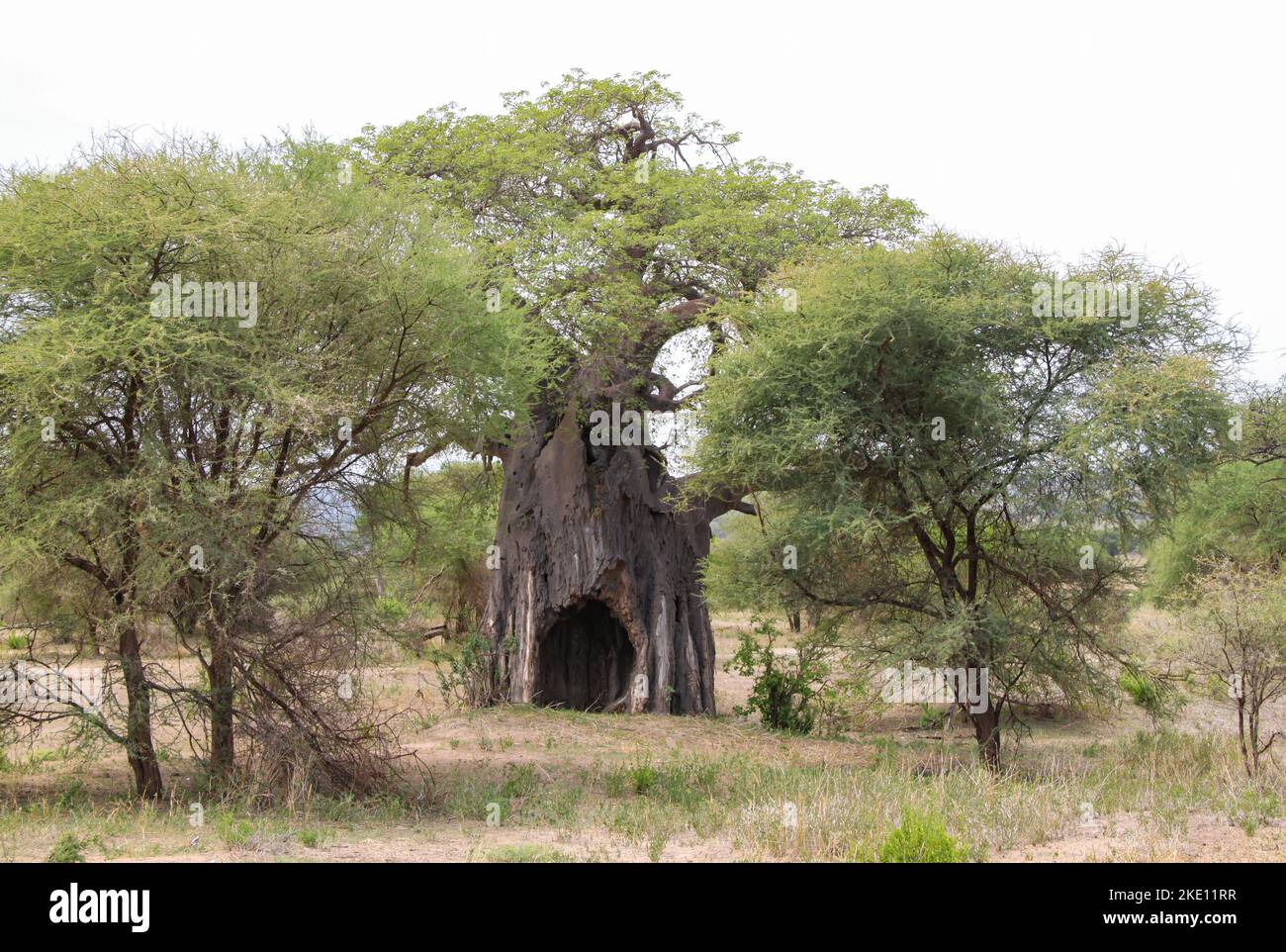 Ein afrikanischer Baobab-Baum mit einem Loch im Baumstamm, in der Mitte des Bildes. Das Bild wurde in Tansania aufgenommen. Stockfoto