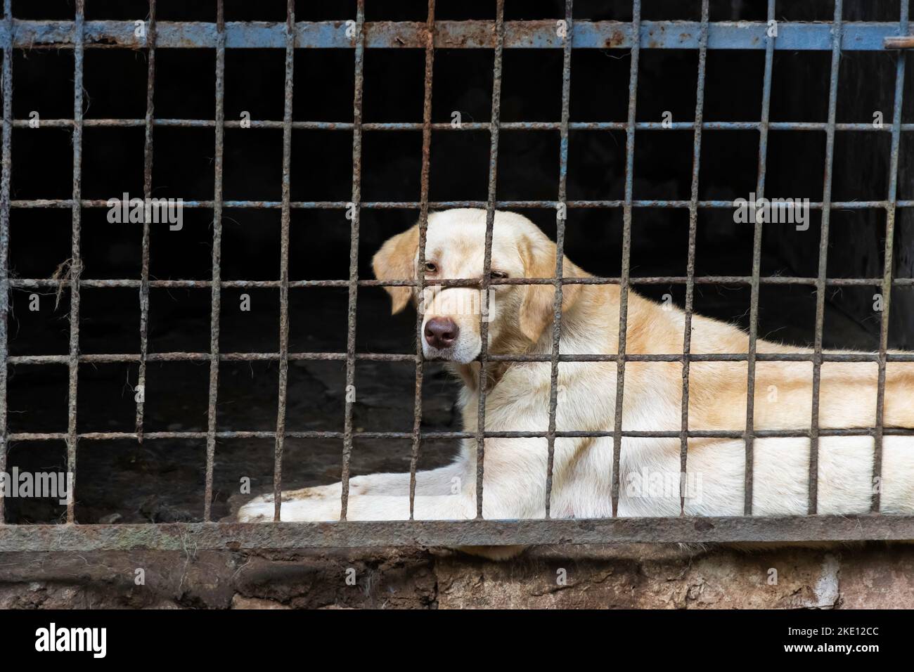 Nahaufnahme Bild Von Labrador Retriever Dog, Der Durch Grille Schaut Stockfoto