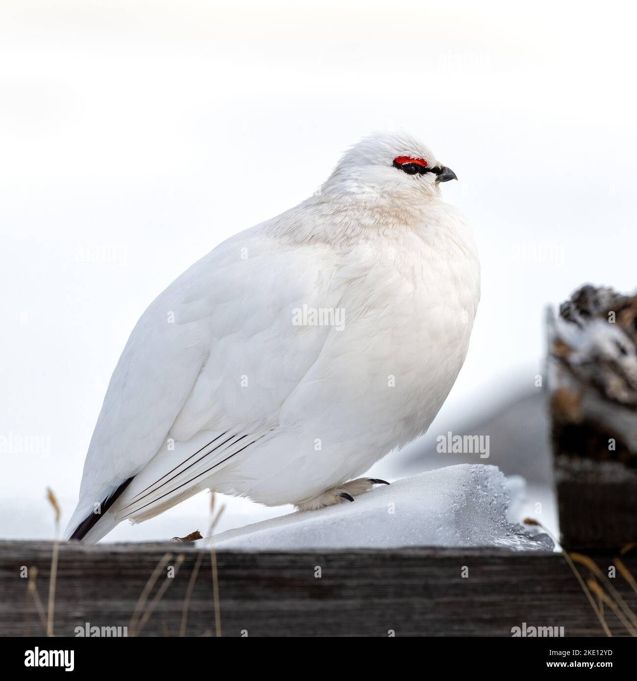 Seitenprofil eines männlichen Felsenptarmigans, lagopus muta, im Schnee von Svalbard. Dieser territoriale Vogel hat weißes Gefieder als Tarnung im Winter. Das Mal Stockfoto