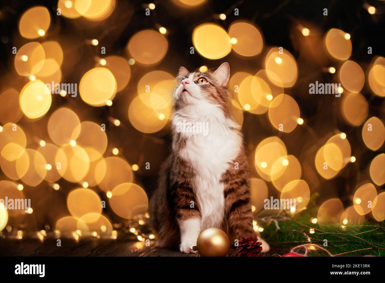 Schöne Haustier Katze auf einem Weihnachtshintergrund. Stockfoto