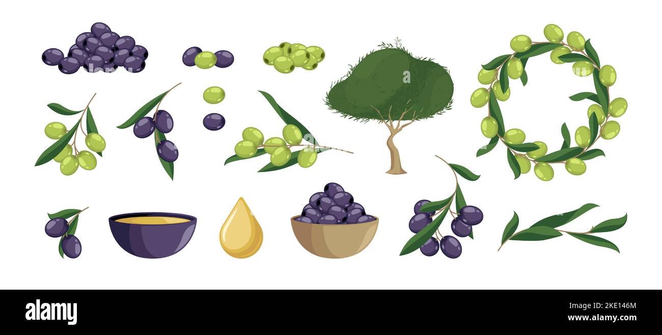 Cartoon Olive Set. Bio natürliche grüne und schwarze Produkte, mediterrane Obstzweig Blätter Baumdekorationen. Vektor isolierte Sammlung von olivgrünen Zweig mediterrane Illustration Stock Vektor