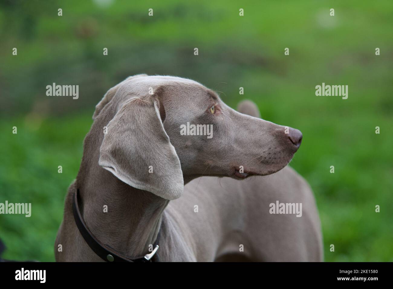 Schöner Kopf im Profil eines wilden Weimaraners in wilder Natur. Stockfoto