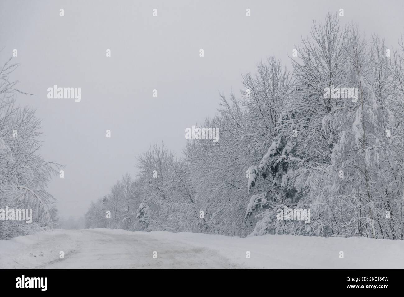 Der Winterwald in der Nähe der Schneestraße Stockfoto