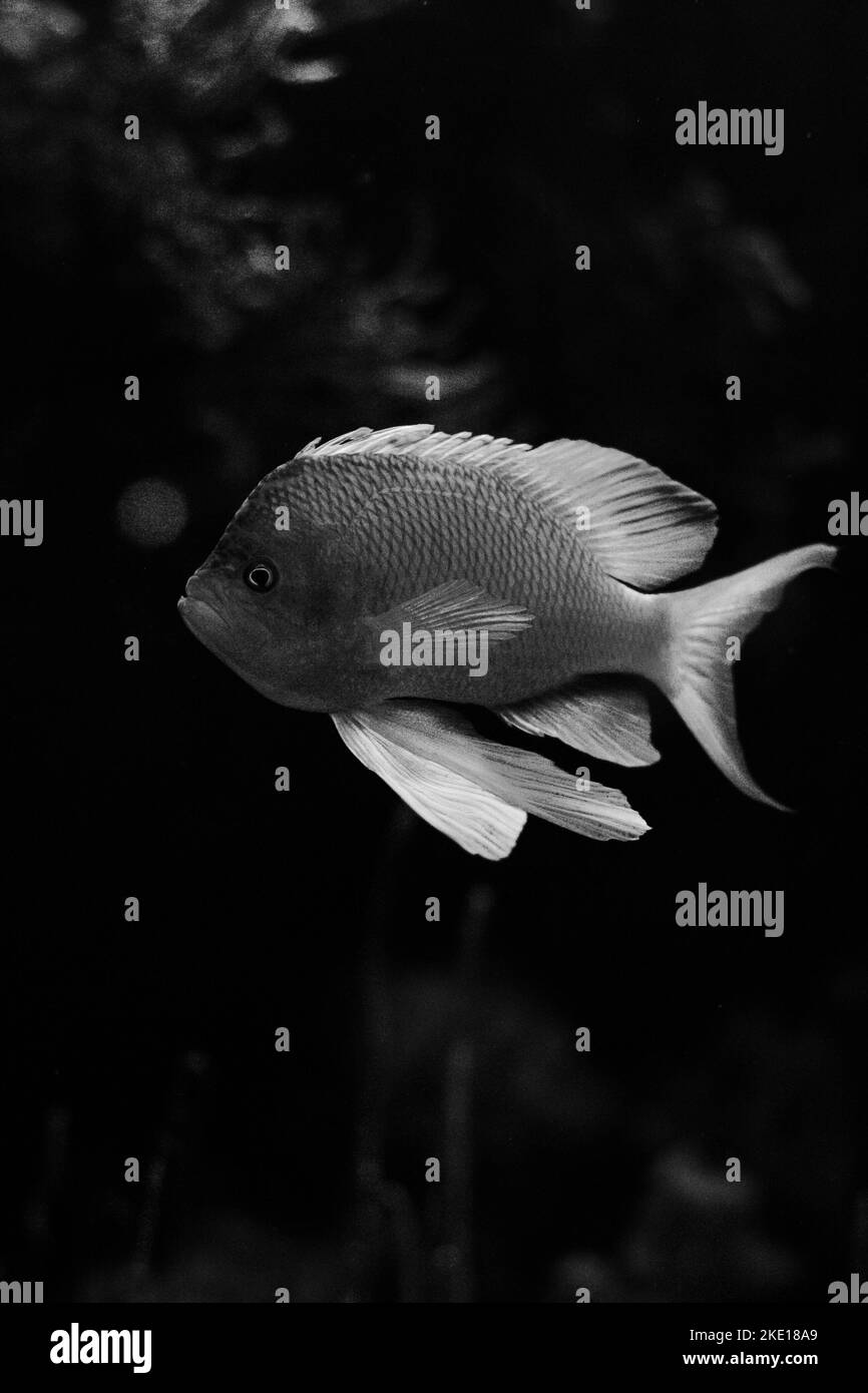 Aquarium Süßwasserfische schwimmen unter Wasser Stockfoto