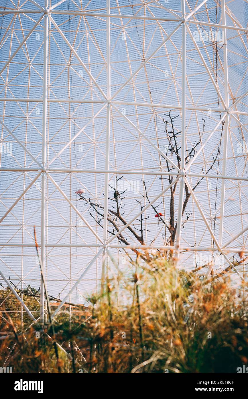 Riesiges weißes Metallgehege für Vögel in einem Zoo. Rosa Pelikane sitzen auf Ästen von Bäumen. Stockfoto