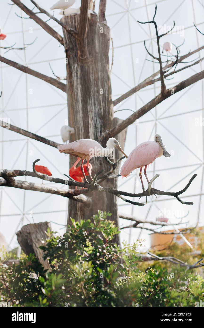 Weißer und rosafarbener Pelikan sitzt in der Sommersonne auf einem Baumzweig über grünen Büschen unter einem blauen Himmel. Stockfoto