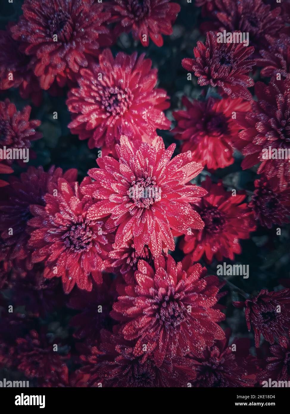 Draufsicht rote Chrysantheme Textur. Wunderschöne Blumen im Garten mit morgendlichen Tau-Tropfen auf den Blütenblättern. Kastanienbraune Blumenmuster Stockfoto