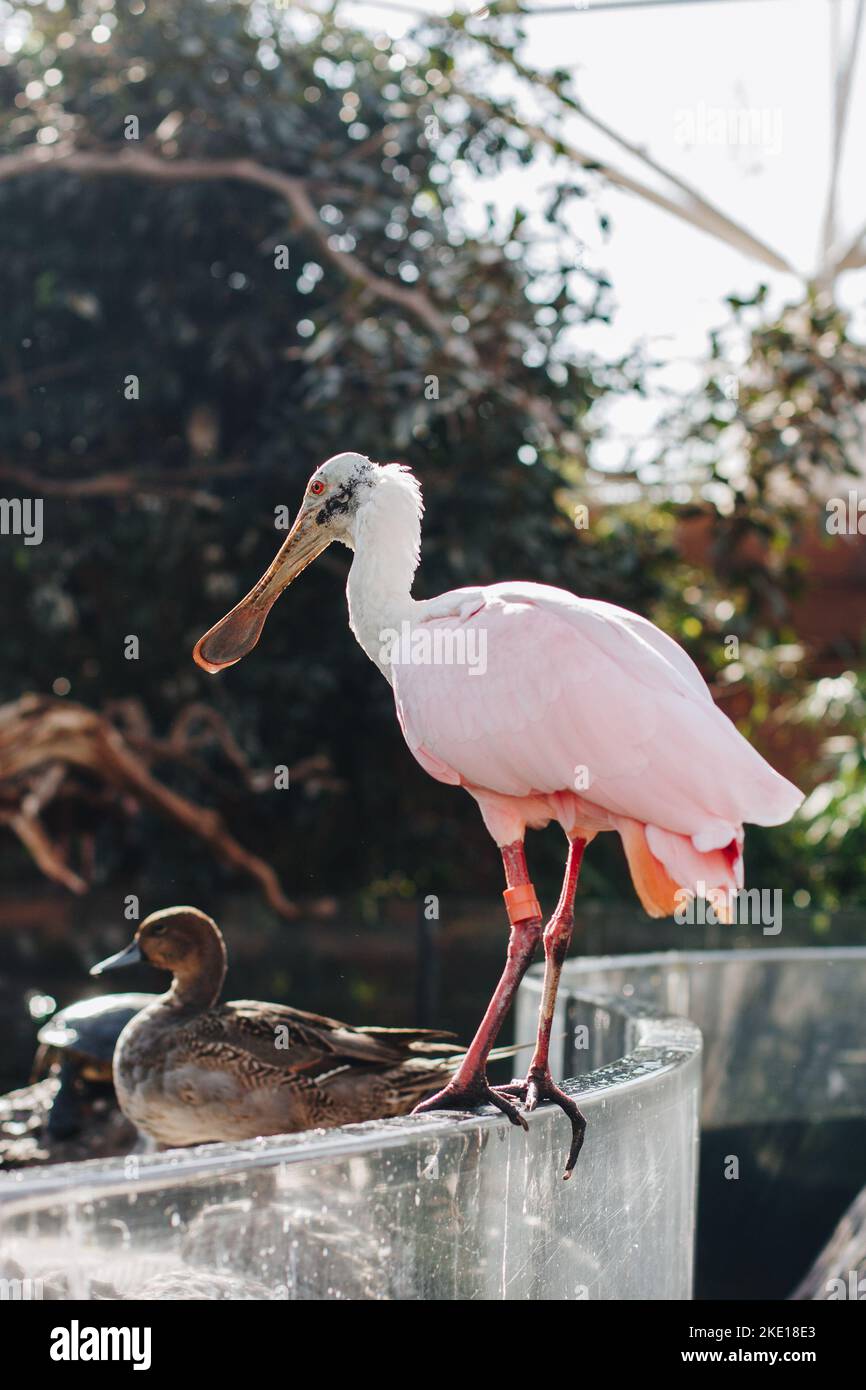 Rosafarbener Pelikan, der auf einem Betonvorsprung in einem Park neben einer braunen Ente im Wasser sitzt. Stockfoto