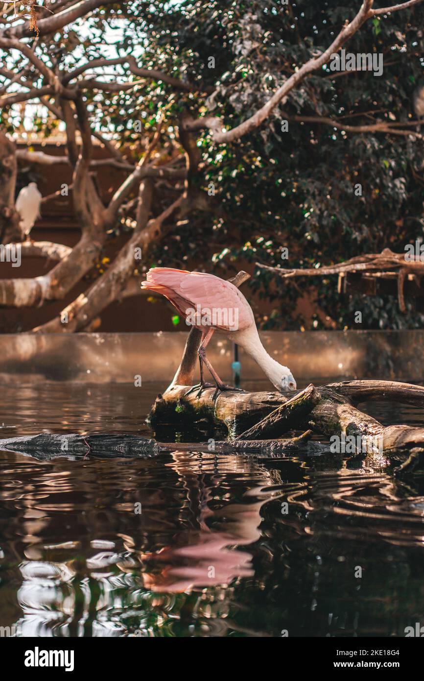Rosa und weiße Pelikane stehen auf einem toten Baumstamm mit gebeugten Köpfen und trinken Wasser aus einem Teich in einem Zoogarten mit grünen Bäumen Stockfoto