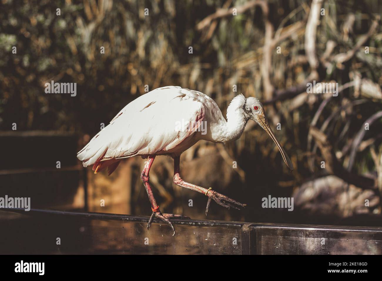 Nahaufnahme. Ein weißer Pelikan mit roten Augen. Steht am Rand eines Holzzauns in einem Zoo am Wasser. Stockfoto