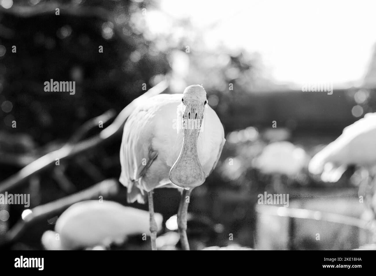 Lustiges Tierbild. Ein Vogel mit einem deutlich flachen Schnabel blickt direkt in die Kamera. Stockfoto