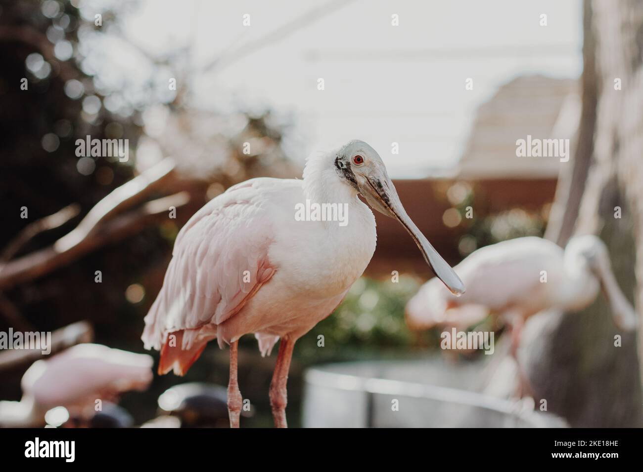 An einem sonnigen Sommertag sitzt ein rosa Pelikanvögel mit roten Augen auf einem Baumzweig in einem Park. Stockfoto