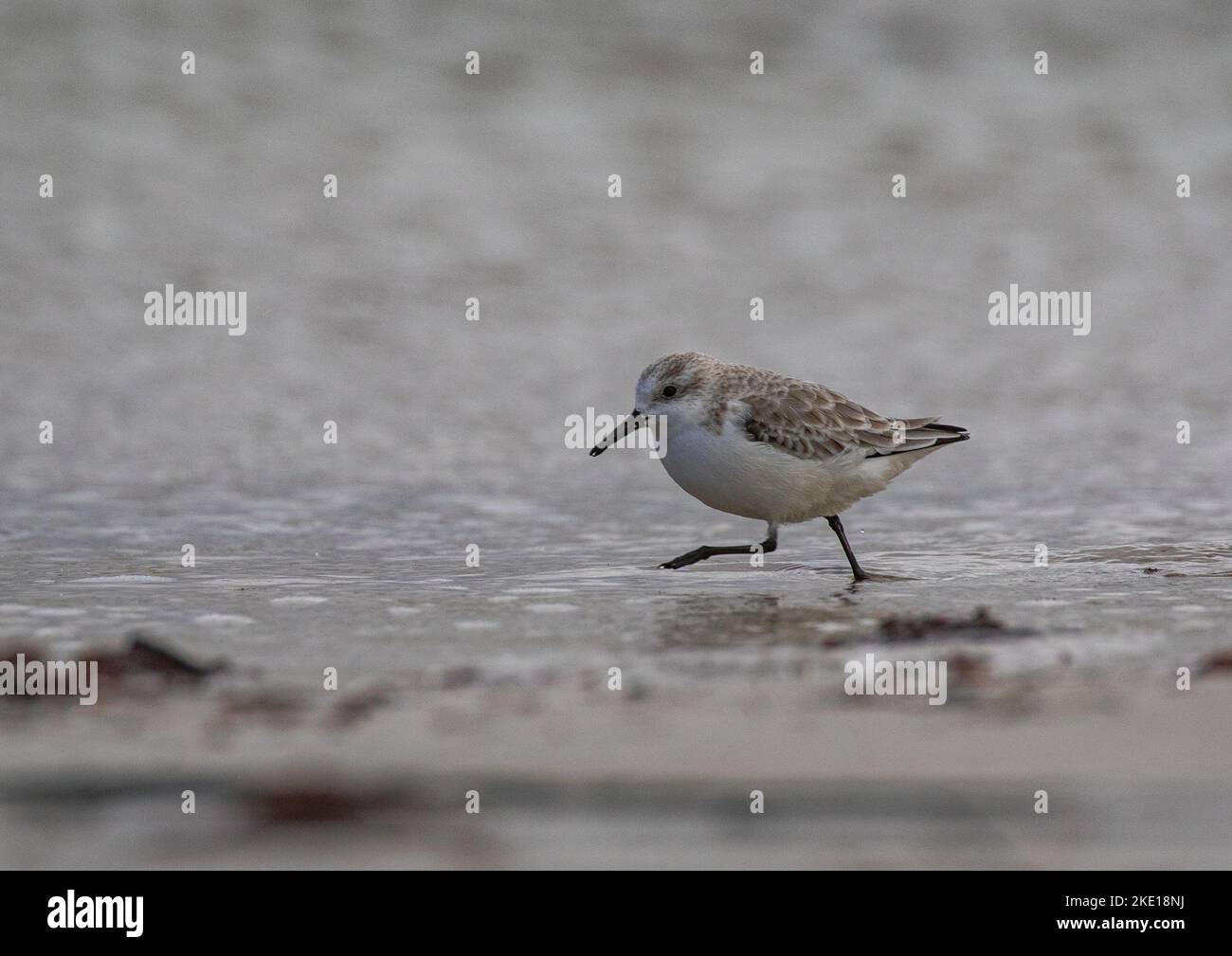 Heraustreten . Ein Sanderling (Calidris alba) läuft am Vorland entlang in den Wellen und fängt Nahrung ein. Stockfoto